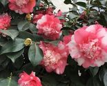 Faith Variegated Unique Bloom Camellia Japonica Live Starter - $32.60