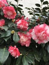 Faith variegated unique bloom camellia japonica live starter thumb200