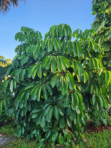 Australian Umbrella Tree Plant Schefflera Actinophylla Heptapleurum - £11.46 GBP