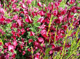 1 Pc Rooted Plant 7&quot; Tall Cytisus Boskoop Ruby Flower Plant | RK - £20.14 GBP