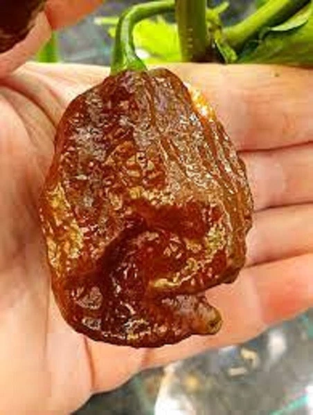 25 Seeds 7 Pot Brown Pepper Garden Vegetables Planting US Fast Shipping - $68.16 MXN