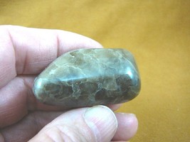 (F830-104) 1-3/4&quot; polished Petoskey stone fossil coral specimen MI state rock - £17.17 GBP