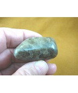 (F830-104) 1-3/4&quot; polished Petoskey stone fossil coral specimen MI state... - $406.07 MXN