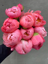 US Seller Jiehun Series Peony Seeds Big Pink Buds Spherical Blooms With Delicate - £10.27 GBP