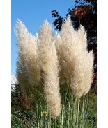 25G Ivory Pampas Grass Everlasting Flower Tall Centerpieces Plume - $5.71