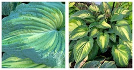 1 Live Potted Plant hosta WHEN I DREAM large new chartreuse ruffled 2.5&quot; pot  - £34.47 GBP
