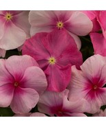 New Fresh Vinca Seeds Vinca Vitalia Sweetheart Mix 25 Thru 100 Seeds Flo... - $24.77 CAD