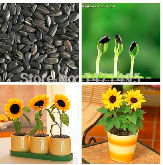 20 Dwarf Sunflower Bonsai Dwarf Mini Sunflower Bonsai Balcony Mini Plant... - $3.46