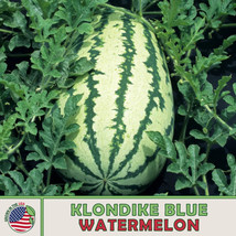 Yuga89 Store 10 Klondike Blue Ribbon Striped Watermelon Seeds, Heirloom, Non-Gmo - £5.59 GBP
