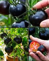 100 Black Tomato Vegetable Seeds for Garden - $12.00