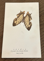 REAL Butterfly Cyresti Thyodamas Boisd Latin Nawa Entomology Japan 1910 ... - $22.58