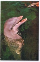 Florida Postcard Miami Feeding Porpoises Seaquarium - £2.37 GBP