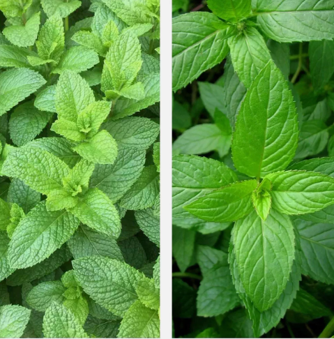 VC 500 Mixed Mint Seeds Peppermint  Spearmint Herb Non-Gmo Fast Shipping US - $8.50