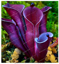 New Fresh 100 Seeds Heliamphora Minor Seeds Carnivorous Plants Seeds Bon... - $3.98
