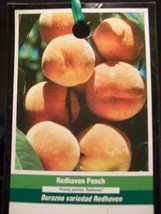 Redhaven Peach 4-6 Ft Fruit Tree Plant Peaches Orchard Trees Home Garden Plants - £76.68 GBP