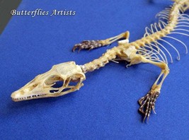 Real Varanus Skeleton Dragon Papuan Savanna Monitor Taxidermy In Display - $198.99