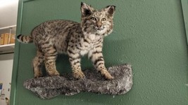 BOBCAT TAXIDERMY Wall Mount (Lynx rufus) - $1,500.00
