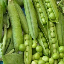 25 seeds Little Marvel Pea Ct Pod Vegetable Garden Heirloom   - £7.47 GBP