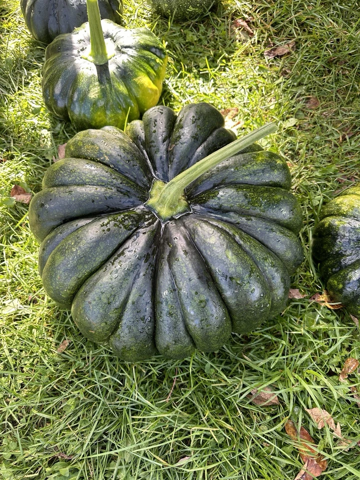 KS Sweet Pumpkin Black Bangladeshi Sweet Kali Kumra Non Gmo Planting 8 S... - $180.38 MXN
