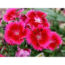 200+ Albanian Pink Carnation Seeds | Vibrant Heirloom Flower Seeds - $16.50