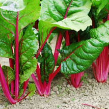 New Fresh 20 Perpetual Spinach Varieties Swiss Chard Pink Flamngo Edible Vegetab - $4.72