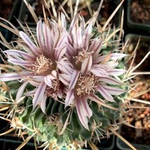 Seeds USA Seller Echinofossulocactus Species Assorted Cactus Seeds - £5.62 GBP