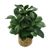 Homes Artificial GREEN Peperomia in Wicker Basket with Plants Fake Decoration - £19.97 GBP