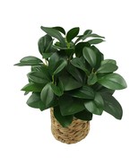 Homes Artificial GREEN Peperomia in Wicker Basket with Plants Fake Decor... - £20.25 GBP