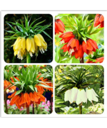 SL 30Pcs Crown Imperial Bonsai Wang Fritillaria Bonsai Easy To Grow Home... - $2.21