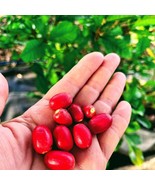 Exotic Miracle Fruit Live Fruit Tree Synsepalum Dulcificum 8Inch-18Ich M... - $109.50