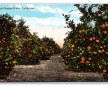 Orange Grove In California CA UNP DB Postcard V24 - $2.92