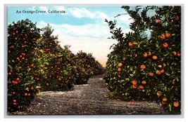 Orange Grove In California CA UNP DB Postcard V24 - $2.92