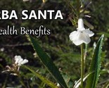 Organic Yerba Santa {Eriodictyon californicum} Flowering Herb 20+ seeds - $13.99