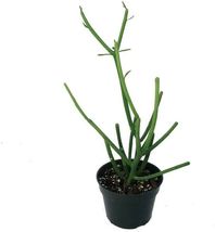 4&quot; Pot Euphorbia Pencil Cactus Live Plant Easy to Grow/Hard to Kill Houseplant - £38.52 GBP