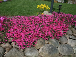 100 Scarlet Flame Creeping Phlox Seeds Fresh Seeds Gardening USA - $12.48