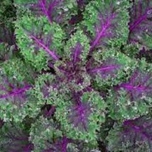 Red Russian Kale - Organic, Heirloom Seeds - Very Mild, Tender, And Hard... - $8.98