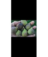 2pcs Texas Ba-1 Fig Variety Cuttings - $14.85