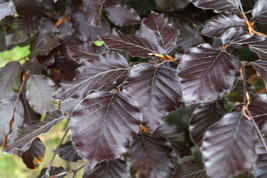 15 Purple Leaf European Beech Seeds Fagus Sylvatica Atropunicea Fresh Seeds Gard - $12.90