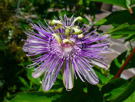 Yuga89 Store 10 Maypop Purple Passion Seeds (Edible Fruit) (Passiflora Incarnata - £5.97 GBP
