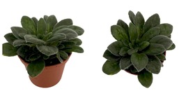 2.5&quot; Pot - Primulina longgangensis - Asian Violet - Houseplant - $30.99