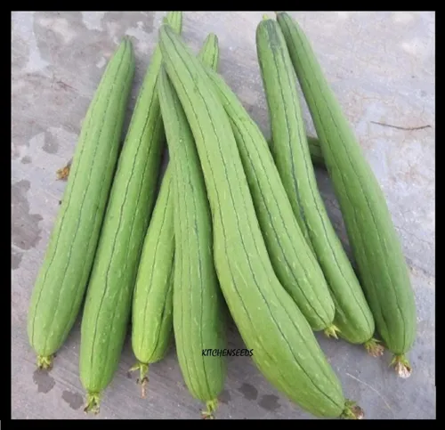 (20) Asian Vegetable Edible Luffa Seeds Long Smooth Sponge Gourd Fresh Seeds - £18.07 GBP