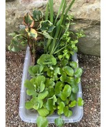 (20) Koi Pond Deluxe Chamaeleon￼ ￼ Water Hyacinth Lettuce Iris Floating ... - $54.15