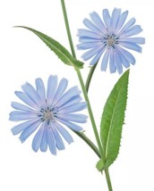 50 Seeds Chicory Blue Dandelion Heirloom Seeds Sprout Fast Enjoy Beauty - $8.35