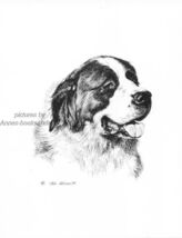 #2 SAINT BERNARD  portait dog art print * Pen and ink drawing * Jan Jellins - $12.50