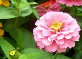 25 Light Pink Marigold Seeds for Garden Planting  - $8.47