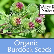 Organic Burdock Seeds 30 Seeds Gobo Burdock Herb Seeds Burdock Root Fresh Seeds - $10.99