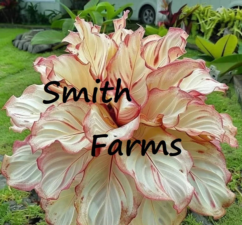 25+ Seeds Red Tip Calathea Couture Flower Indoor or Outdoor Beautiful Plant - $11.39