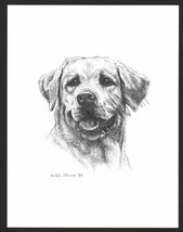 #353 YELLOW LAB Labrador Retiever dog art print  Pen &amp; ink drawing * Jan... - $12.50