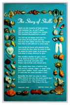 The Story of Shells Poem Postcard with Shells and Blue Background Unposted - $4.89