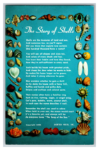 The Story of Shells Poem Postcard with Shells and Blue Background Unposted - £3.89 GBP